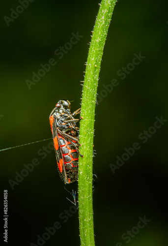 black-and-red froghopper (Cercopis vulnerata) on a stem