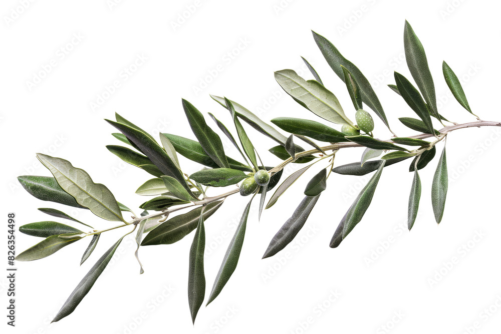 branch of olive tree isolated on white or transparent png branch of olive tree isolated on white or transparent png