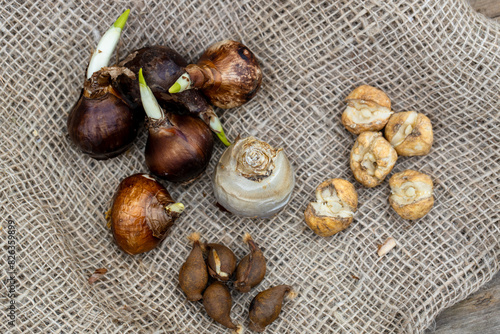 Preparing for planting in autumn on burlap flower bulbs of daffodils, tulips, hazel grouse. photo