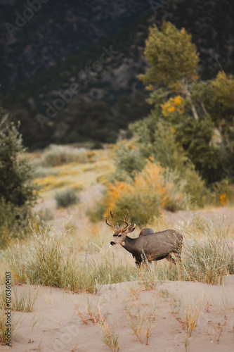Wallpaper Mural Deer alert in nature Torontodigital.ca