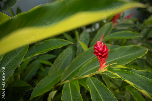 Wallpaper Mural red Tropical flower  Torontodigital.ca