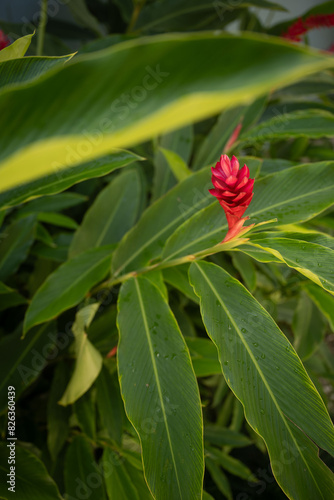Wallpaper Mural red flower Torontodigital.ca