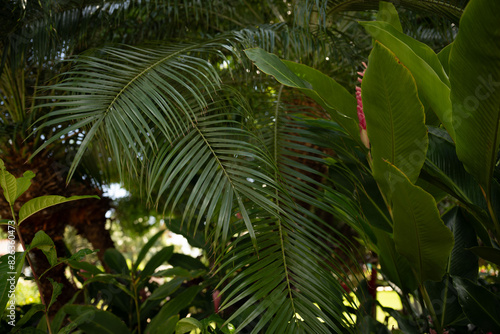 Wallpaper Mural green palm leaves Torontodigital.ca