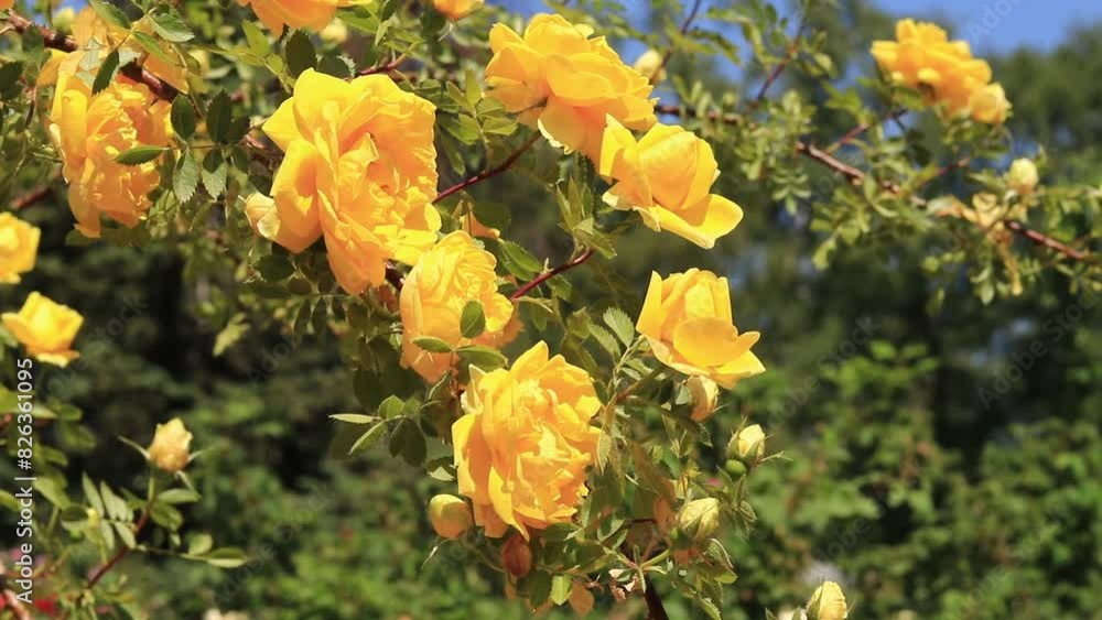 Blooming yellow rose, flowers close-up. Flowers in a park or garden. Gardening. Growing roses. Beautiful yellow flowers, natural background. Shrub roses in full bloom. Idea for cards and invitations Blooming yellow rose, flowers close-up. Flowers in a park or garden. Gardening. Growing roses. Beautiful yellow flowers, natural background. Shrub roses in full bloom. Idea for cards and invitations