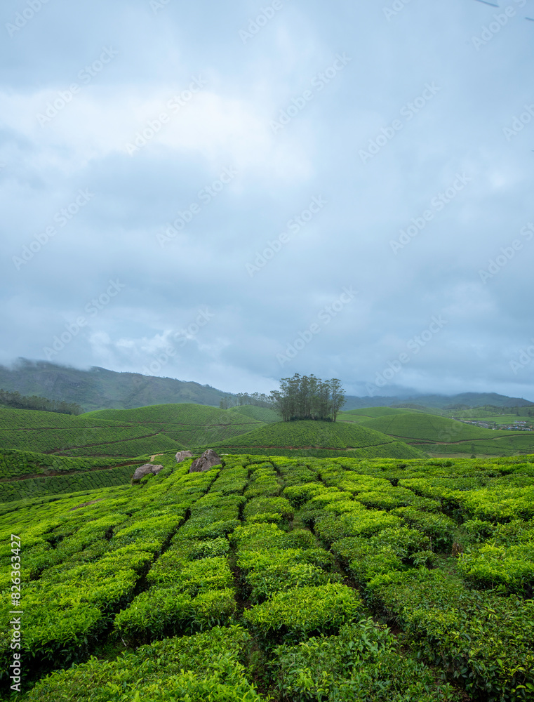 Naklejka premium green tea plantation