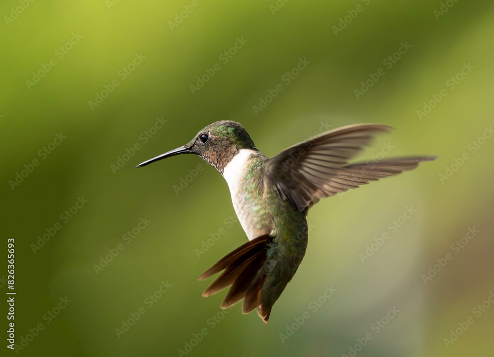Fototapeta premium hummingbird in flight