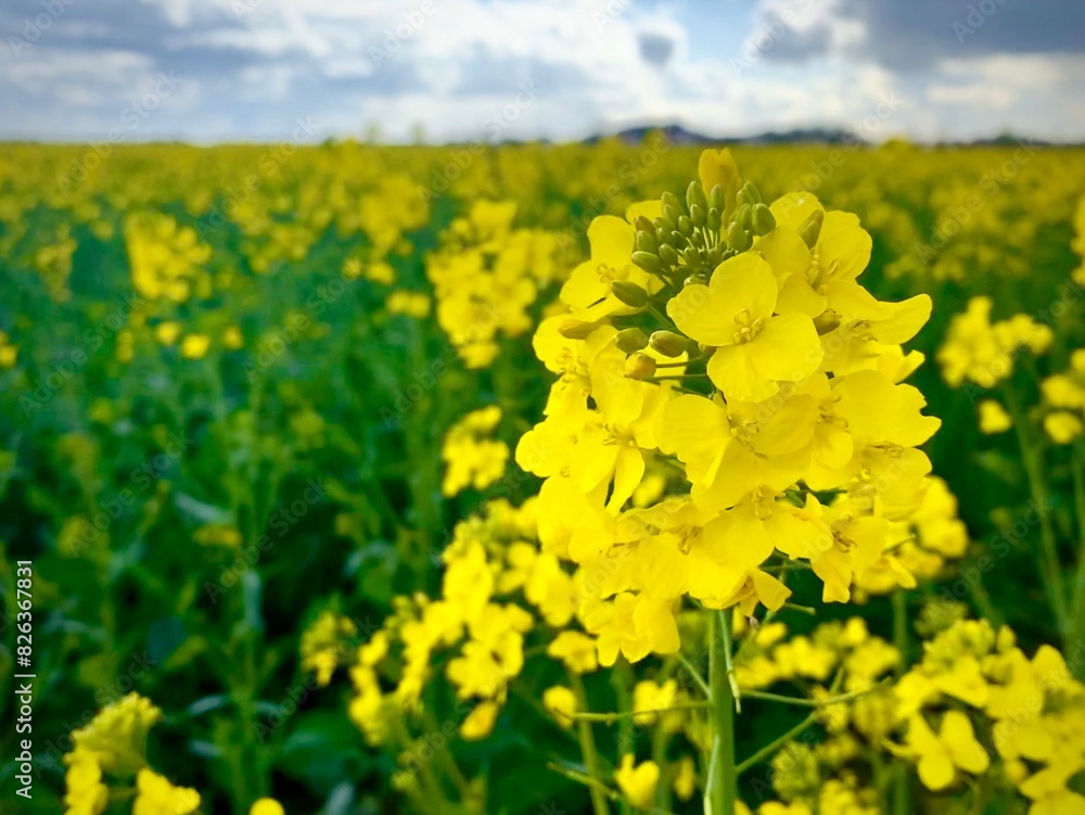 Obraz premium rapeseed flowers
