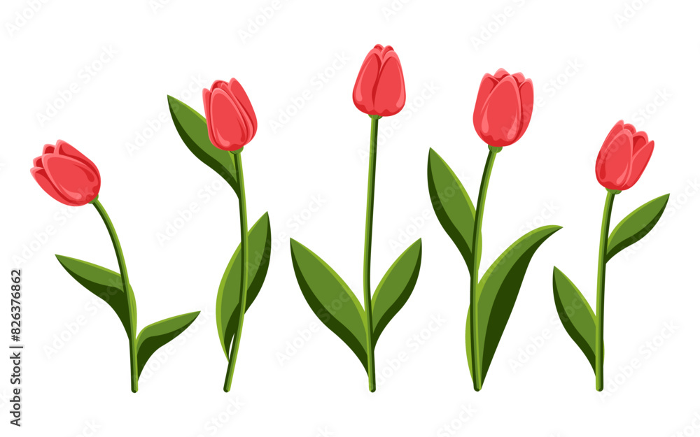 Set of red tulips. Spring bouquet of flowers. Collection of five tulips used for collages, stickers and web designs. Concept for various events. Set of red tulips. Spring bouquet of flowers. Collection of five tulips used for collages, stickers and web designs. Concept for various events.