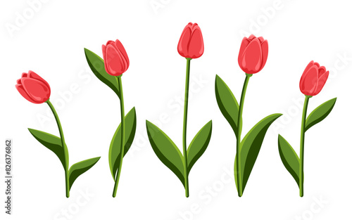 Set of red tulips. Spring bouquet of flowers. Collection of five tulips used for collages, stickers and web designs. Concept for various events.
