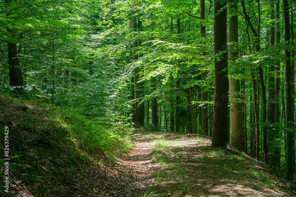 Obraz premium Hiking trail in Vienna Woods in St. Corona with beeches