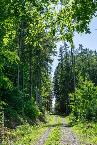 Gravel road in Vienna Woods in St. Corona with beeches and spruces