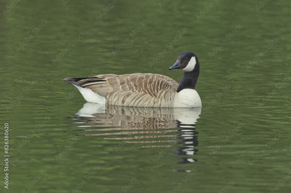 A canada goose A canada goose