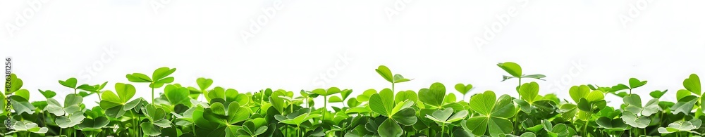 panoramic view of green clover plants isolated on white background, banner with copy space area panoramic view of green clover plants isolated on white background, banner with copy space area