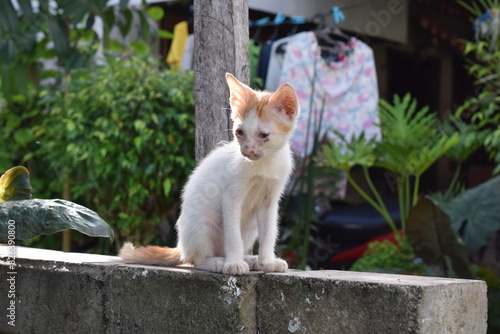 cat in the garden