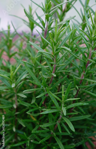 Close-up of a young rosemary plant. Vertical crop. Close up.