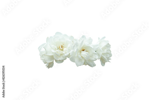 white flowers isolated