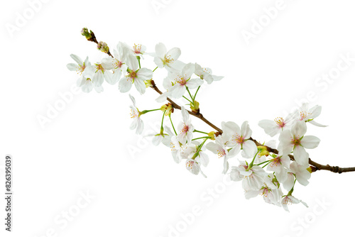  cherry blossom isolated