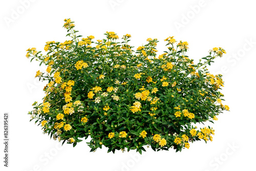 Fototapeta Naklejka Na Ścianę i Meble -  yellow flowers plant bush tree isolated