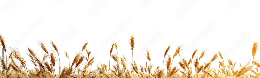 photograph of a Field with golden wheat isolated on a white background, a panoramic view from a top down perspective with a centered composition and sharp focus, photorealistic and highly detailed photograph of a Field with golden wheat isolated on a white background, a panoramic view from a top down perspective with a centered composition and sharp focus, photorealistic and highly detailed
