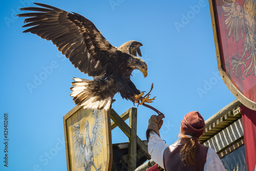 Canvas Print view of a bald eagle during a falconry show