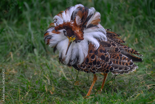 Fototapeta Male Ruff (Calidris pugnax) in Breeding Plumage