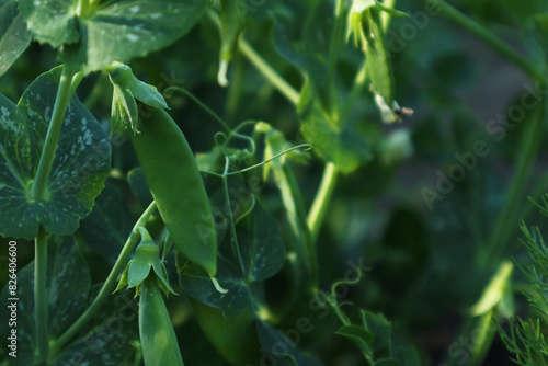 Green pea plant blooming and growing