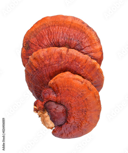 reishi mushroom on transparent png