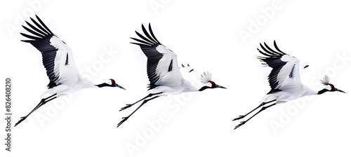 Red-crowned cranes flying in the sky, on a pure white background, photography, real photos, three views from different perspectives, high definition, full body photos,