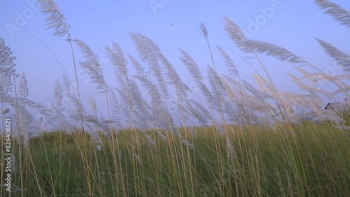 
Icon of Autumn.  Blooming Kans grass (Saccharum spontaneum) kashful flowers. Swings in the wind evening blue sky.