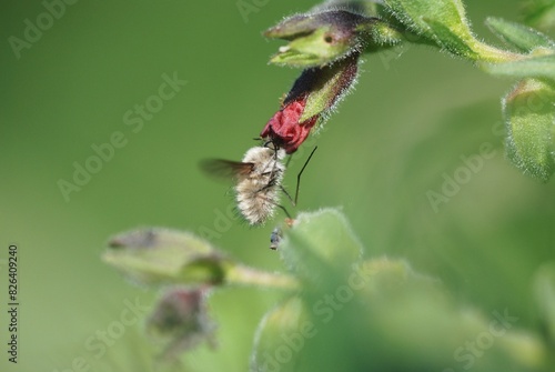 Wallpaper Mural Fly feed on inectar from flower Torontodigital.ca