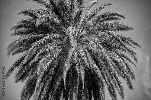 Royal Date Palm Tree in Black and White.