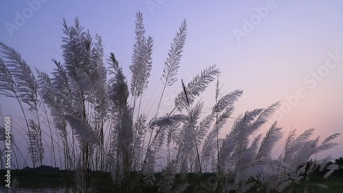 
Icon of Autumn.  Blooming Kans grass (Saccharum spontaneum) kashful flowers. Swings in the wind evening blue sky.