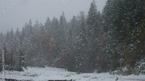 Wallpaper Mural Snow Blizzard over Mountain Forest of Coniferous trees Torontodigital.ca