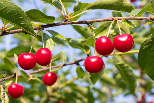 Red ripe cherries on the tree glisten in the sun