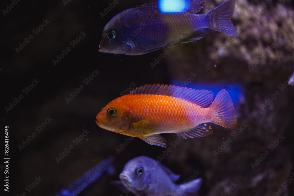 Discus, colorful cichlids in the aquarium, freshwater fish that lives in the Amazon basin. Colored, bright fish in the aquarium. A variety of marine fish. Discus, colorful cichlids in the aquarium, freshwater fish that lives in the Amazon basin. Colored, bright fish in the aquarium. A variety of marine fish.
