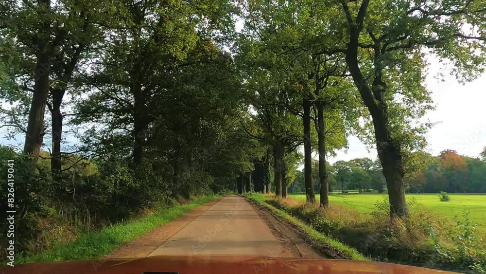 Tranquil dirt road through stunning forest, green trees, morning sunlight, serene peaceful landscape Tranquil dirt road through stunning forest, green trees, morning sunlight, serene peaceful landscape