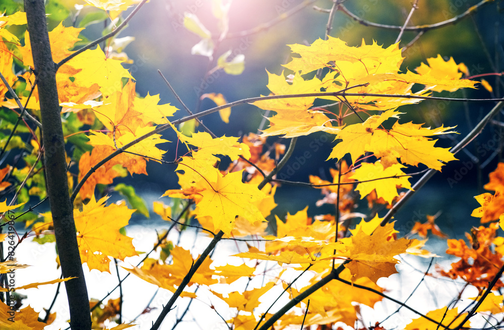 Yellow maple leaves in the forest on a tree near the river on a sunny autumn day Yellow maple leaves in the forest on a tree near the river on a sunny autumn day