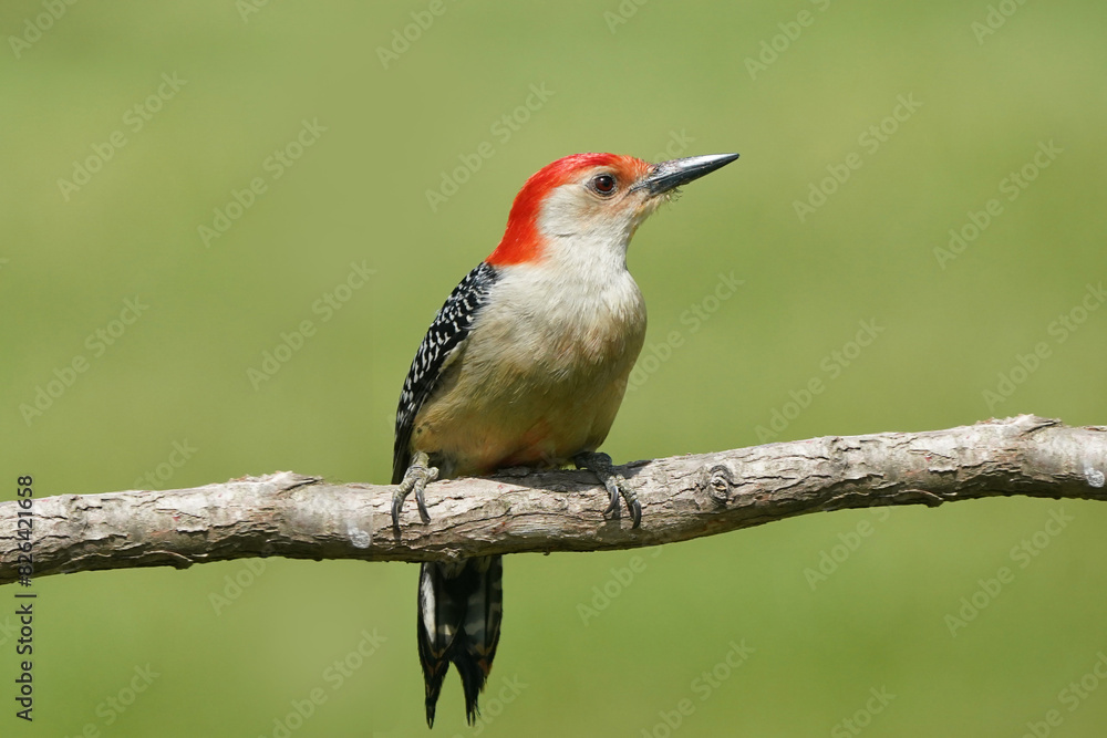 Fototapeta premium Red Bellied woodpecker on branch in spring