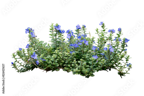 Fototapeta Naklejka Na Ścianę i Meble -  Purple fowers bush isolated