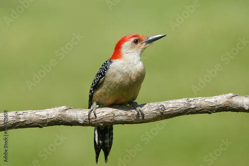 Red Bellied woodpecker on branch in spring