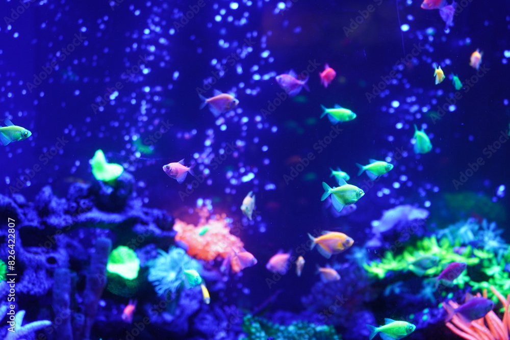 A flock of beautiful neon glowing fish in a dark aquarium with neon light. Glofish tetra. Blurred background. Selective focus. Underwater life. A flock of beautiful neon glowing fish in a dark aquarium with neon light. Glofish tetra. Blurred background. Selective focus. Underwater life.