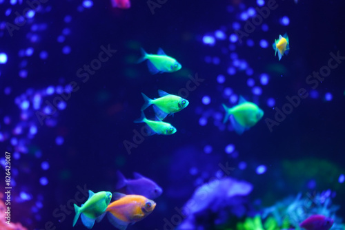 A flock of beautiful neon glowing fish in a dark aquarium with neon light. Glofish tetra. Blurred background. Selective focus. Underwater life. photo