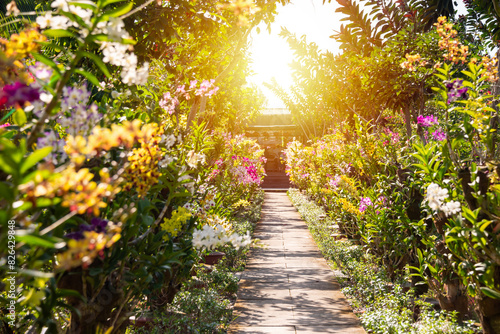 Many orchids blooming in flower garden in Vietnam © Maresol