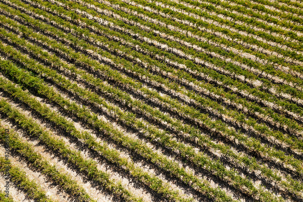 Aerial view of Grape Vine Rows in Barossa Valley, Rowland Flat, South Australia, Australia. Aerial view of Grape Vine Rows in Barossa Valley, Rowland Flat, South Australia, Australia.