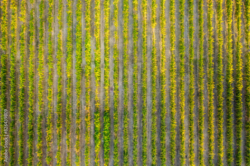 Aerial view of grape vine rows in Barossa Valley, Tanunda, South Australia, australia.