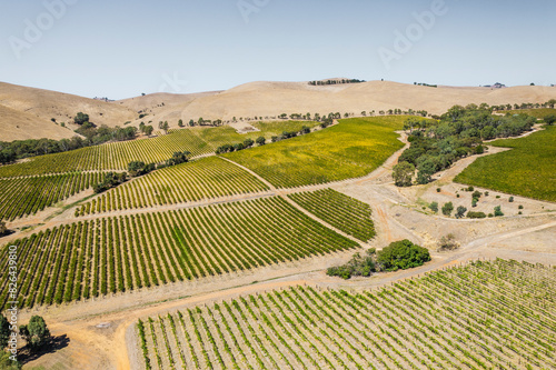 Aerial view of Grape Vine Rows in sunset with rolling hills and woodland, Barossa Valley, South Australia, Australia. photo