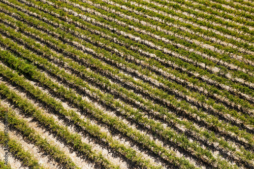 Aerial view of Grape Vine Rows in Barossa Valley, Rowland Flat, South Australia, Australia. photo