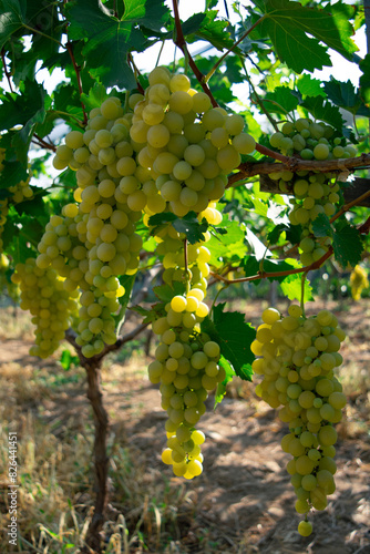 Wallpaper Mural varios racimos de uvas en primer plano, viñedo, Torontodigital.ca