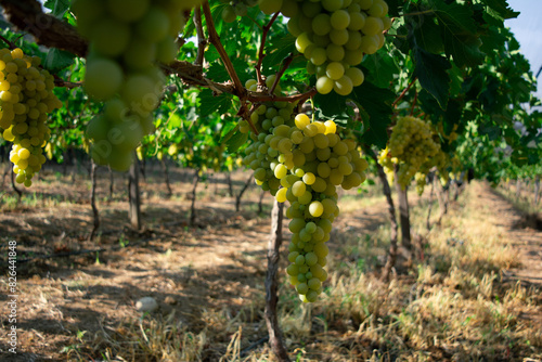 racimo de uvas, viñedo, cosecha de uvas 