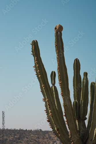 cactus con nido de hornero, figura y fondo de cactus y cielo despejado 